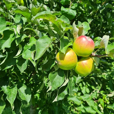 Semesterbostad Na Polance