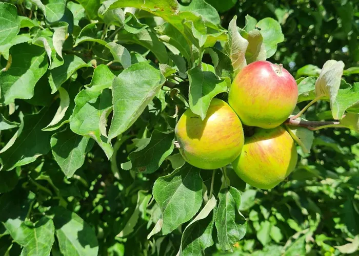 بيت للعطل Na Polance